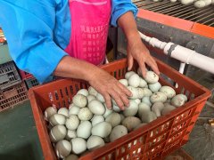 <b>村落行·看复兴 定安：“赶鸭子上架”绘就复兴</b>